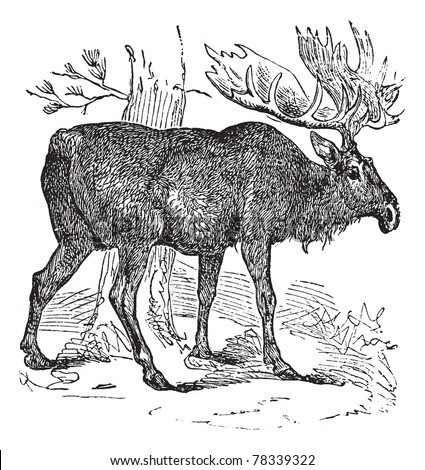 stylized moose
