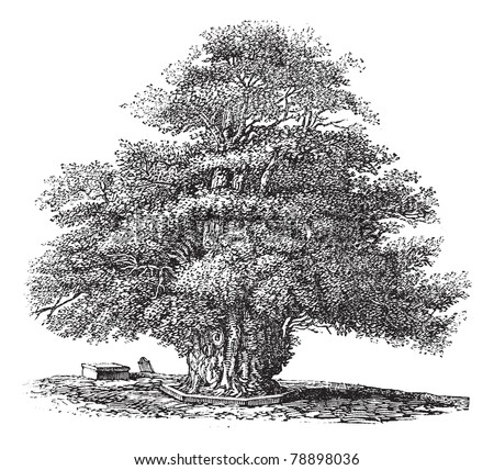 english yew tree