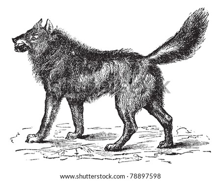 stock-vector-eurasian-wolf-canis-lupus-l