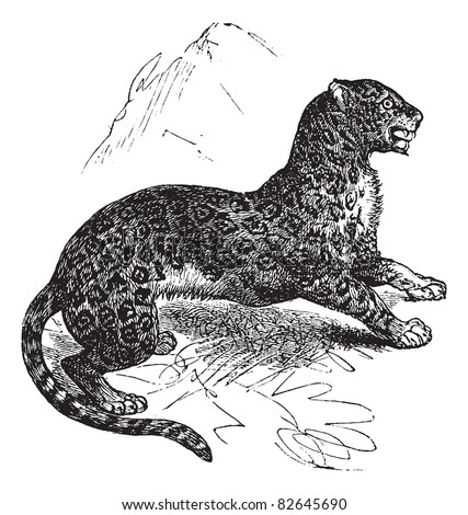 stock-vector-jaguar-or-panthera-onca-vin