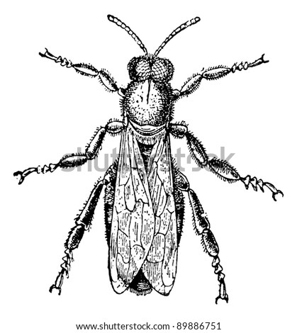 Male Bee