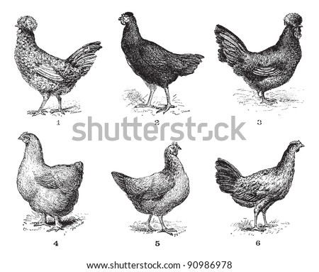 Hens 1 Houdan chicken 2 Hen the Arrow 3 Hen Crevecoeur 4 Cochin hen 5 Dorking hen 6 Chicken of Bresse vintage illustration Dictionary of words and things Larive and Fleury 1895. Hens 1 Houdan chicken 2 Hen the Arrow 3 Hen Crevecoeur 4 Cochin hen 5 Dorking hen 6 Chicken of Bresse vintage illustration Dictionary of words and things Larive and Fleury 1895.