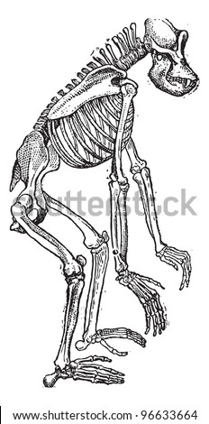 picture of skeleton