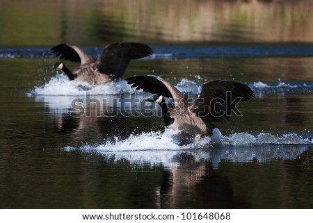 A pair of Canadian geese landing on water.