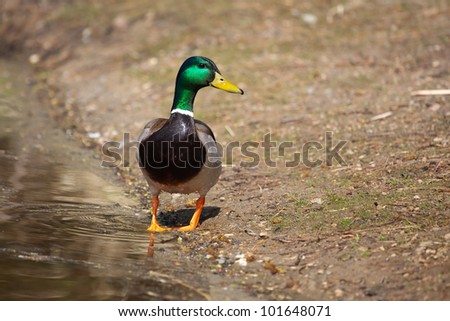 Mallard sunning on the edge of a pond