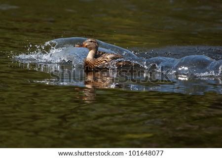 Female Mallard coming in for a landing.