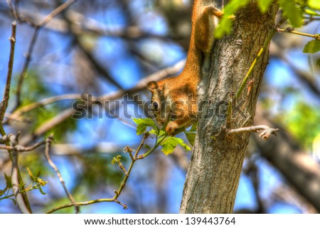 A Squirrel making a meal out of tree leaf buds in hdr