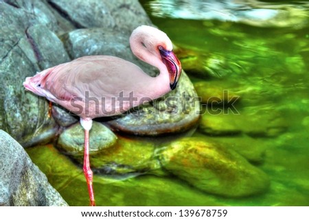 beautiful pink flamingo standing on one leg in High Dynamic Range hdr.