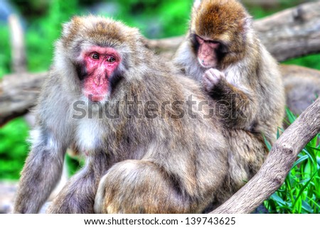 Macaque (Snow) Monkey\'s relaxing in their environment in High Dynamic Range hdr