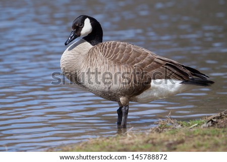 Canadian Goose standing on the edge of the water.