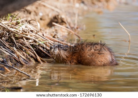 Muskrat ( Ondatra zibethicus) at home in a lake