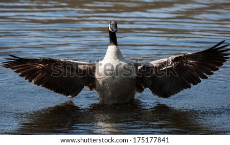 Canadian Goose flapping wings in the water