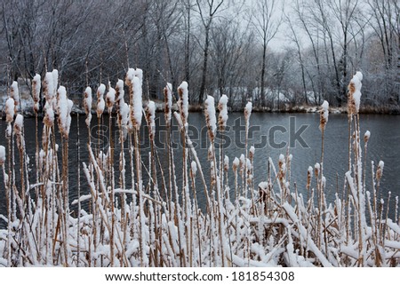 Winter Pussy Willows with snow on them at a Pond