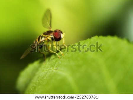 Macro shot of a hover fly on a leaf in soft focus