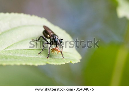 Fly Eating a Bug