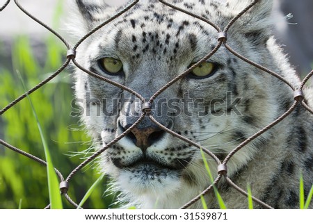 Snow Leopard People watching from his home.