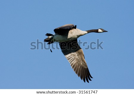 Canadian Goose killing two birds with one stone.
