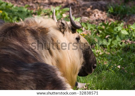 This Takin was taking it easy and having a rest.