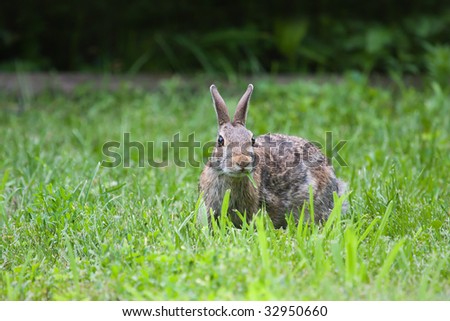 Hungry Jack Rabbit Eating eating some grass.