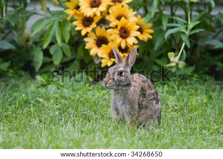 Jack Rabbit poses next to a bunch of Flowers.