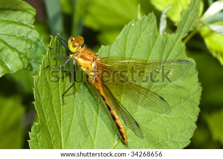 A very colorful dragonfly perched on a tree leaf.