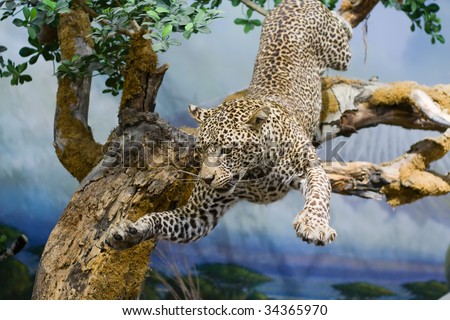 http://image.shutterstock.com/display_pic_with_logo/348295/348295,1248775788,8/stock-photo-taxidermy-of-a-leopard-jumping-from-a-tree-34365970.jpg