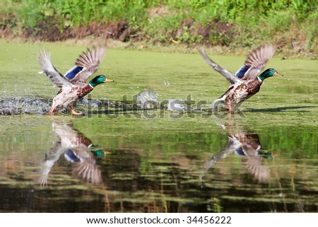 Two Mallards looking almost identical as they take flight.