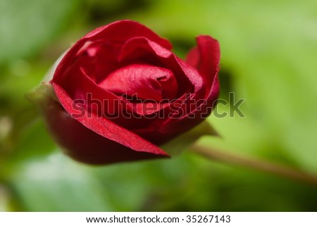 A Wild Red Rose trying to open up