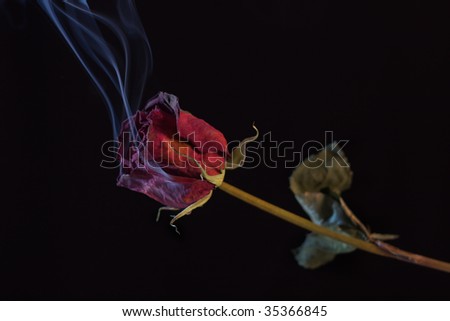 Burnt Rose