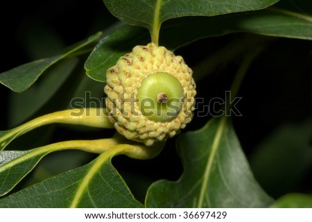 Oak acorn, fruit of the oak tree (Quercus sp.).
