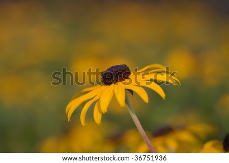 Black-eyed susan flower (Rudbeckia hirta), native to North America.
