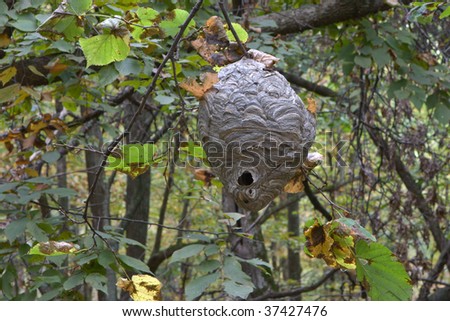 Paper Wasp Nest hanging from a tree.