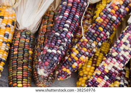 Close up shot of a freshly plucked Indian corn.