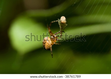 Female Cobweb Spider catching it\'s next meal.