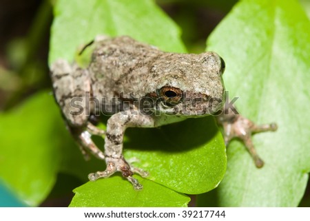 Cope's Gray Tree frog standing on a plant leaf.