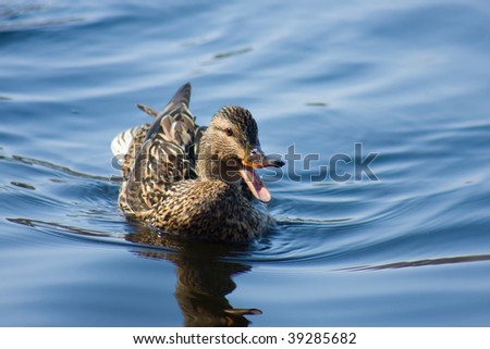 Female Mallard Swimming around her hunting area.