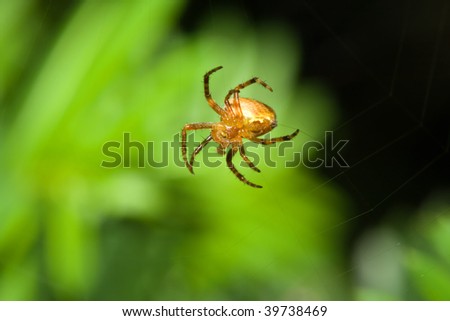 Female Cobweb Spider working on it\'s web.