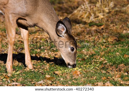 Portrait of a Young Deer eating grass.