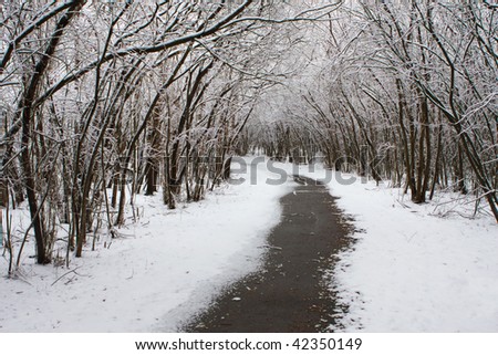 Winter Walking Trail in the heart of winter.