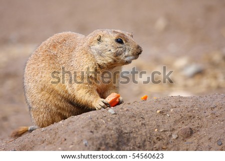 Prairie dog eating a carrot for lunch.