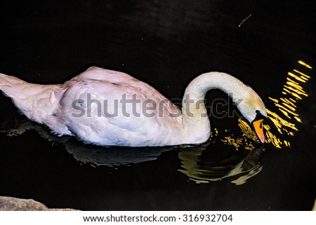 Night Swan. Moscow Gorky Park