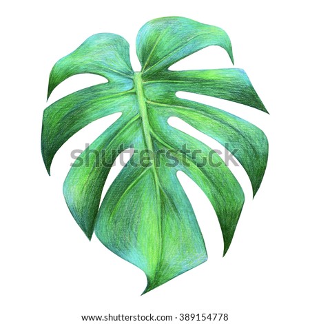 Tropical Leaf Drawing. Dragon Leaf. Colored Pencil Drawing Tropical