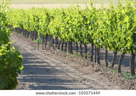 view of a vineyard in Fuendejalo?n, Wine field Borja, Zaragoza, Aragon, Spain