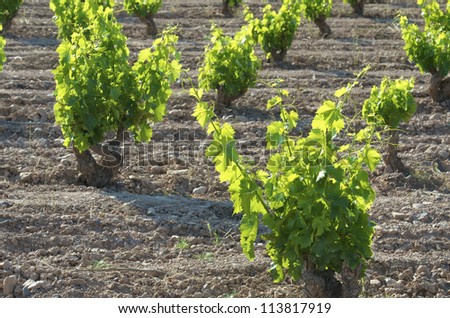 view of a vineyard in Fuendejalon, Wine field Borja, Zaragoza, Aragon, Spain