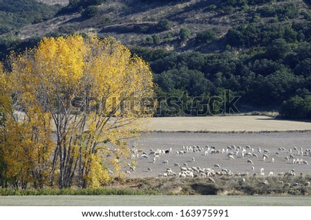 flock of sheep in autumn, Zaragoza province, Aragon, Spain.
