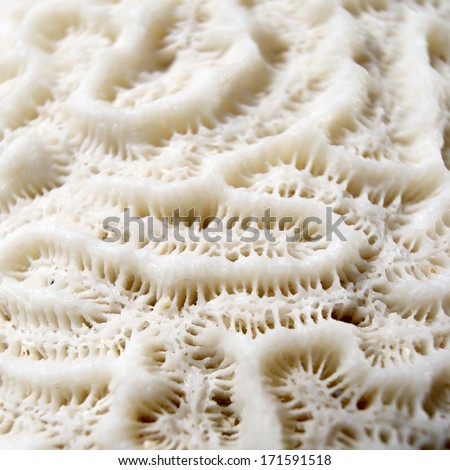 texture formed by the detail of a white coral