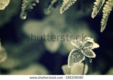 closeup of a frost leaves in winter, Pyrenees, Spain.