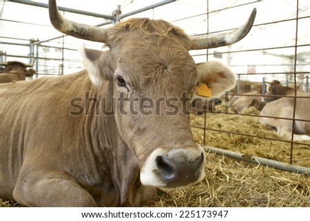 Close-up of a cow in a cattle fair.