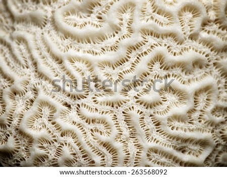 Texture formed by the detail of a white coral