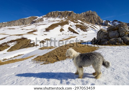 Closeup of a bobtail breed dog, Huesca, Aragon, Pyrenees.